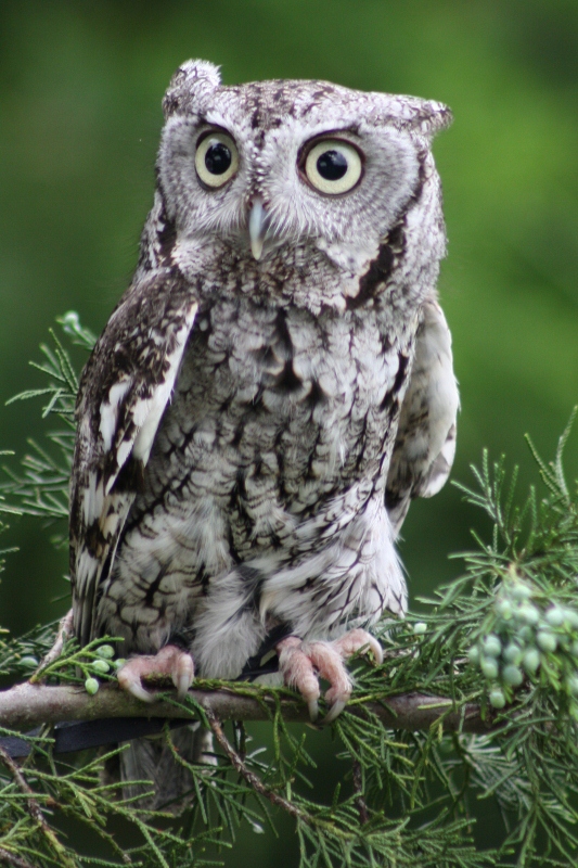 Eastern Screech Owl (Photo by Donna)