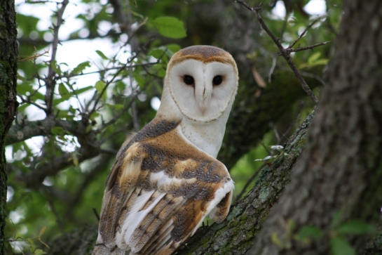 Common Barn Owl (Photo by Donna)