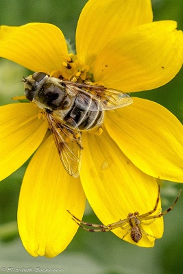Bee on Wildflower (Photo by Liz)